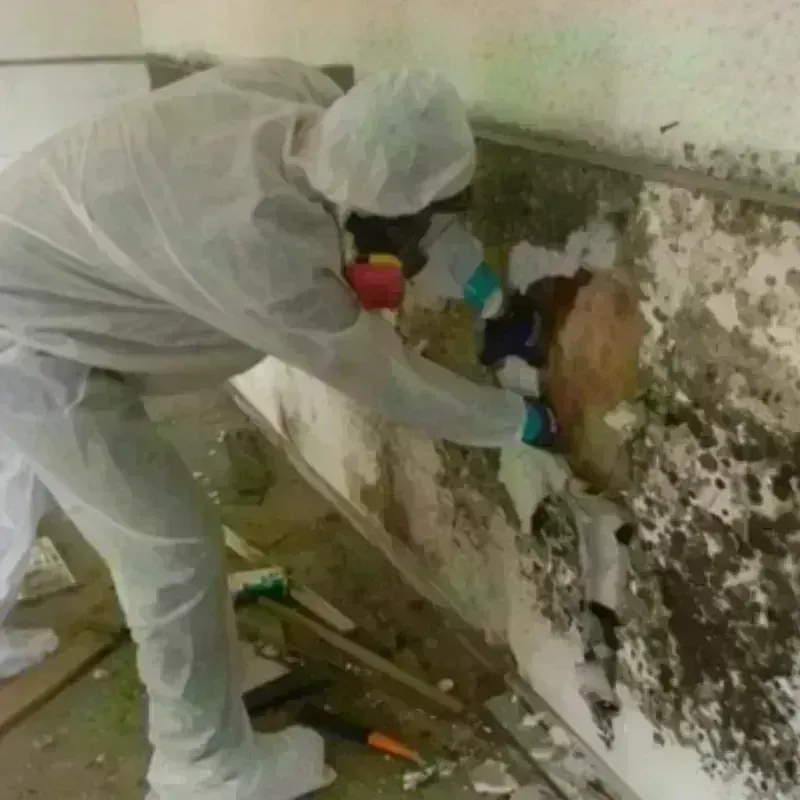 Mold Remediation and Removal in Willard, UT